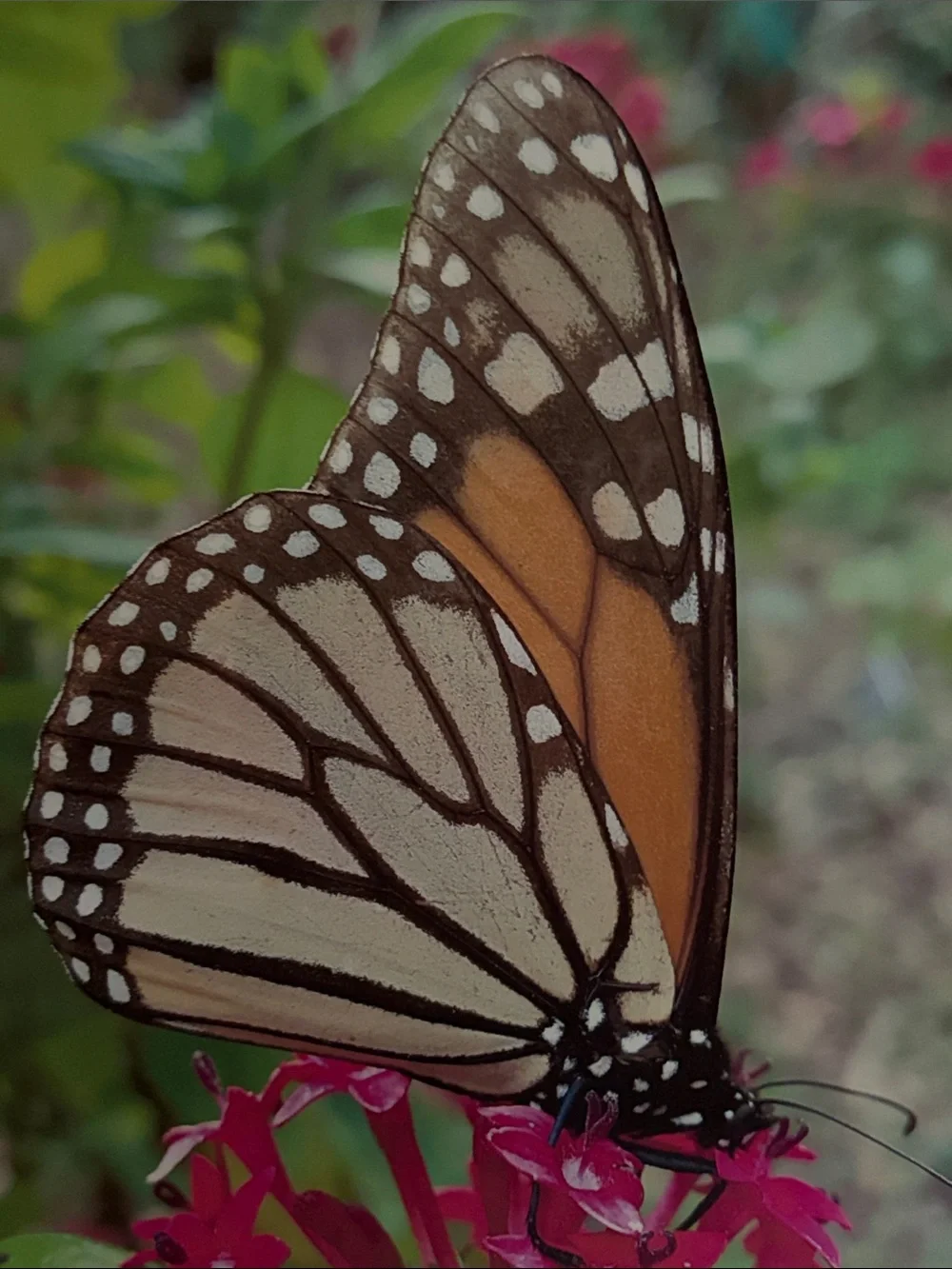 Monarch Butterfly Canvas Wall Art